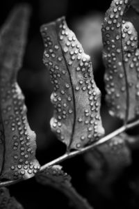 Bottom side of fern leaves with spore reservoirs, medium close-up, Bottom side of fern leaves with spore reservoirs, medium close-up,